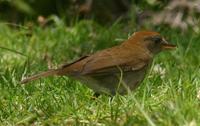 Ruddy-capped Nightingale-Thrush (Catharus frantzii)