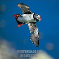Flying puffin stock photo