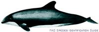 Chilean Dolphin - Cephalorhynchus eutropia