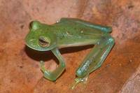 : Centrolene prosoblepon; Emerald Glass Frog