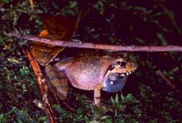 : Gephyromantis leucocephalus