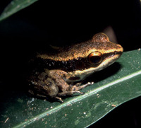 : Rana similis; Laguna del Bay Frog