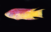 : Bodianus rufus; Spanish Hogfish
