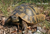 : Testudo hermanni; Hermann's Tortoise