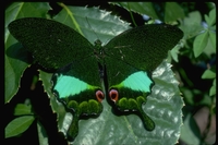 : Papilio karna; Swallowtail