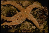: Evasterias troschelii; Long-armed Starfish
