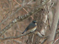 Erithacus cyanurua
