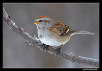 American Tree Sparrow (Spizella arborea)