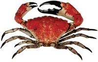 Giant Crab - Pseudocarcinus gigas