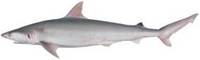 Whitecheek Shark - Carcharhinus dussumieri