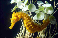 Hippocampus hippocampus Short-snouted seahorse