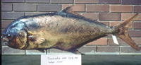 Trachinotus anak, Oyster pompano: fisheries, gamefish