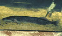 Mormyrops anguilloides, Cornish jack: fisheries, gamefish