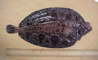Embassichthys bathybius, Deepsea sole: gamefish