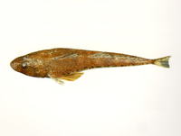 Platycephalus bassensis, Sand flathead: fisheries