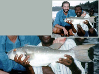 Ephippion guttifer, Prickly puffer: fisheries, gamefish