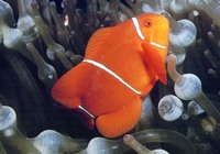 Premnas biaculeatus, Spinecheek anemonefish: aquarium