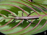Anisomorpha paromalus