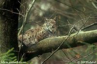Lynx lynx - Eurasian Lynx