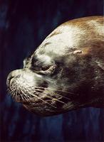 Otaria flavescens - South American Sea Lion