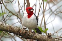 Red-cowled Cardinal - Paroaria dominicana