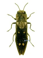 Agrilus sospes - 흰점비단벌레
