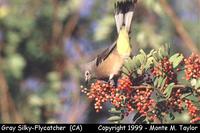 Gray Silky-Flycatcher  (escapee?)  California