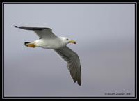 Band-tailed Gull  1