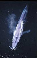 Blue Whale - Balaenoptera musculus