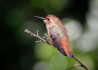 : Selasphorus sasin; Allen's Hummingbird