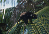 : Eulemur macaco; Black Lemur