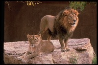 : Panthera leo persica; Asian Lion