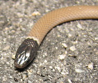 : Tantilla planiceps eiseni; California Black Headed Snake