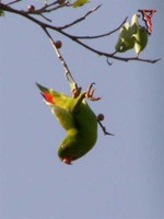Vernal Hanging Parrot(Loriculus vernalis)