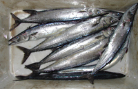 Thyrsites atun, Snoek: fisheries, gamefish