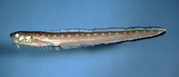 Lepophidium profundorum, Blackrim cusk-eel: