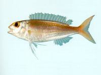 Nemipterus celebicus, Celebes threadfin bream: fisheries