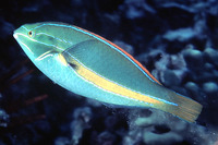 Stethojulis balteata, Belted wrasse: aquarium