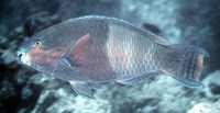 Scarus russelii, Eclipse parrotfish: fisheries