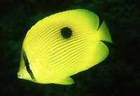 Chaetodon zanzibarensis, Zanzibar butterflyfish: aquarium