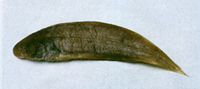 Cynoglossus joyneri, Red tonguesole: fisheries