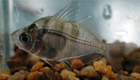Parambassis ranga, Indian glassy fish: fisheries, aquarium