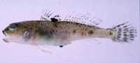Amblychaeturichthys sciistius, : fisheries
