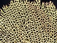 Gorgonia flabellum - Venus sea fan