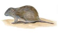 Image of: Thryonomys swinderianus (greater cane rat)