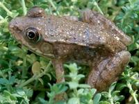 Image of: Rana clamitans (green frog)