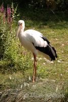 Ciconia maguari - Maguari Stork