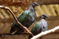 Caloenas nicobarica - Nicobar Pigeon