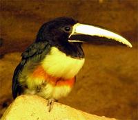 Pteroglossus aracari - Black-necked Aracari