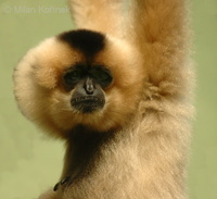 Hylobates gabriellae - Yellow-cheeked Gibbon